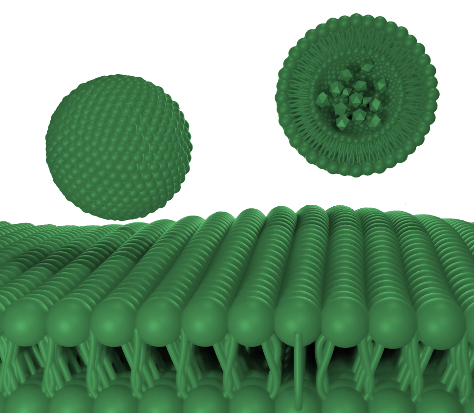 Liposomal Curry leaf